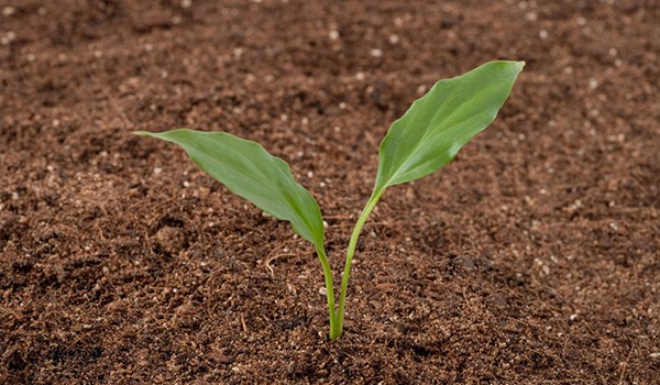 对症给土壤“疗伤” 山东农科院创新服务现代农业发展纪实