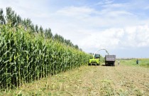 中央首提农业去库存 拟调减千万亩玉米种植面积
