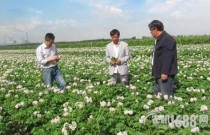 新疆汉子如何把土豆卖到世界各地？