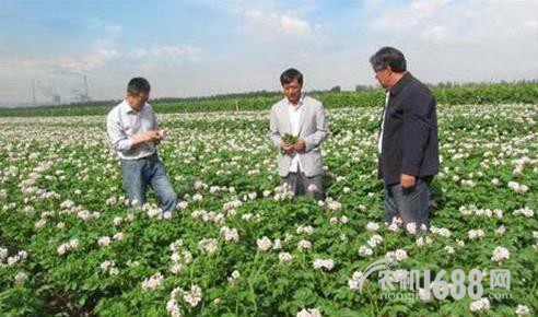 新疆汉子如何把土豆卖到世界各地？