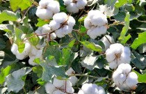 2015年全国棉花总产量减产9.3%
