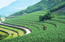 陕西农业提升机械化水平 提高竞争力