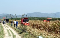 “常林·谷丰”玉米收获机新品海南拉练