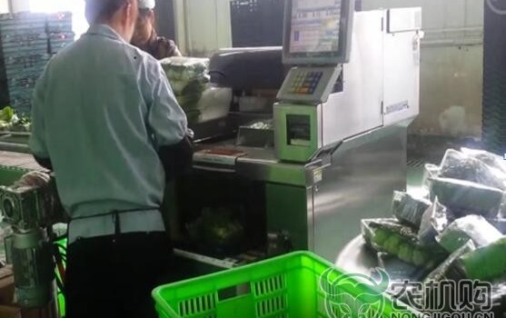 【北京】开展蔬菜小包装机械调研
