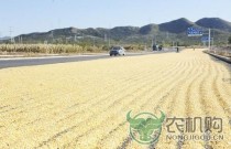 公路无奈成“晒场” 晒粮难该如何解决？