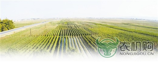 广东大力推进现代农业标准化建设进程