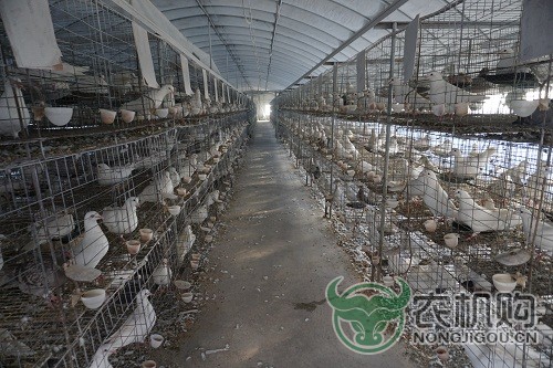 【北京】市农机鉴定推广站开展种肉鸽养殖机械化技术需求调研