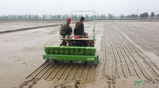 罗锡文谈水稻直播技术：发挥优势 规避风险