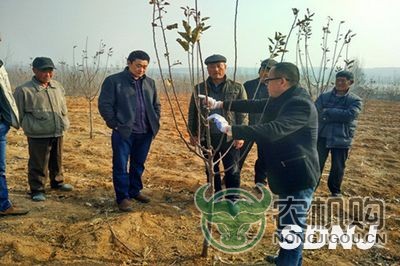 【山东】沂水县农机局邀请果树专家进村帮扶助力精准扶贫