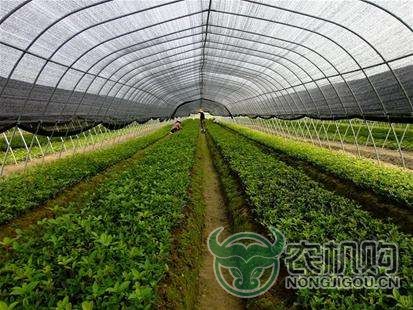 促进新型农业经营主体发展 政策该如何发力？