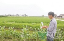 烈日当空 足不出户精准巡视水稻田 只需一台植保无人机