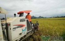 广西：互联网收割首战告捷 夏收水稻面积已达万余亩