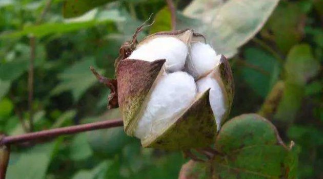 智慧农机”助力春播 　新疆沙雅县185万亩棉花陆续开播