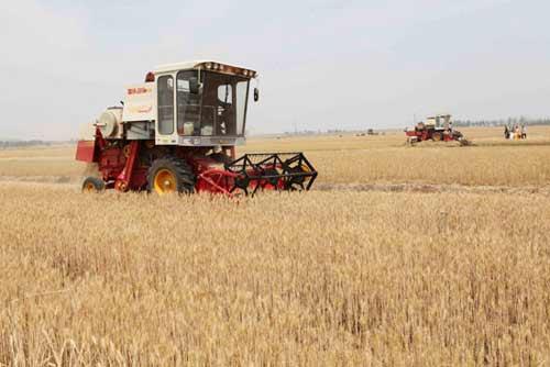 河南省已收小麦933万亩