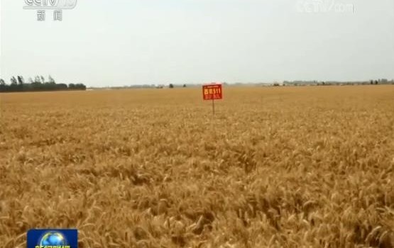 全国夏收加快推进 藏粮于技提高粮食产能
