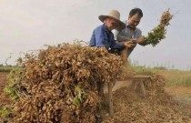 花生剥壳禁止露天作业！“一刀切”还是有苦衷？