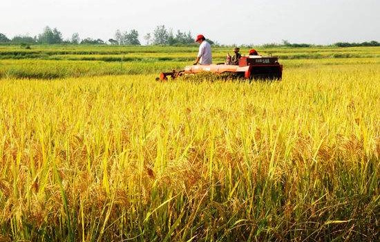 今年秋粮生产形势总体较好：稻菽飘香 丰收在望