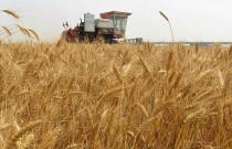 河南8550万亩小麦有望再夺丰收