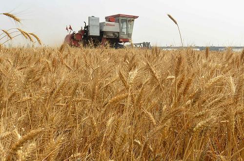 河南8550万亩小麦有望再夺丰收