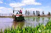 黑龙江省春播比去年同期快 水田插秧已超八成