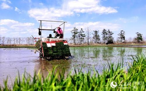 黑龙江省春播比去年同期快 水田插秧已超八成