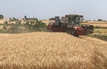 多地夏粮成熟 小麦主产区开启“三夏”抢收抢种模式