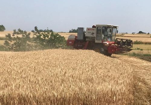 多地夏粮成熟 小麦主产区开启“三夏”抢收抢种模式