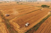 夏粮丰收在望 大规模小麦跨区机收全面展开