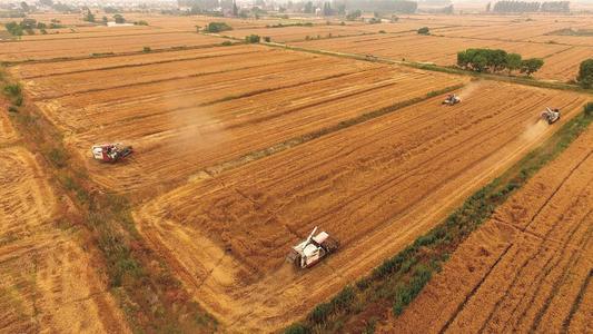 夏粮丰收在望 大规模小麦跨区机收全面展开