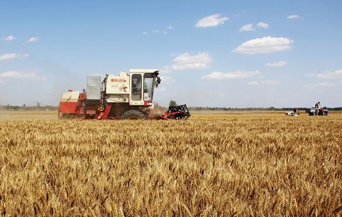 安徽省已收获小麦超1100万亩