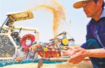 截至6月8日，冬小麦主产区麦收进度过六成半—— 今年夏粮丰收在望