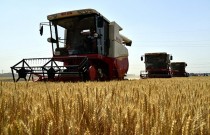 全国大规模小麦机收告捷 机收率达97%
